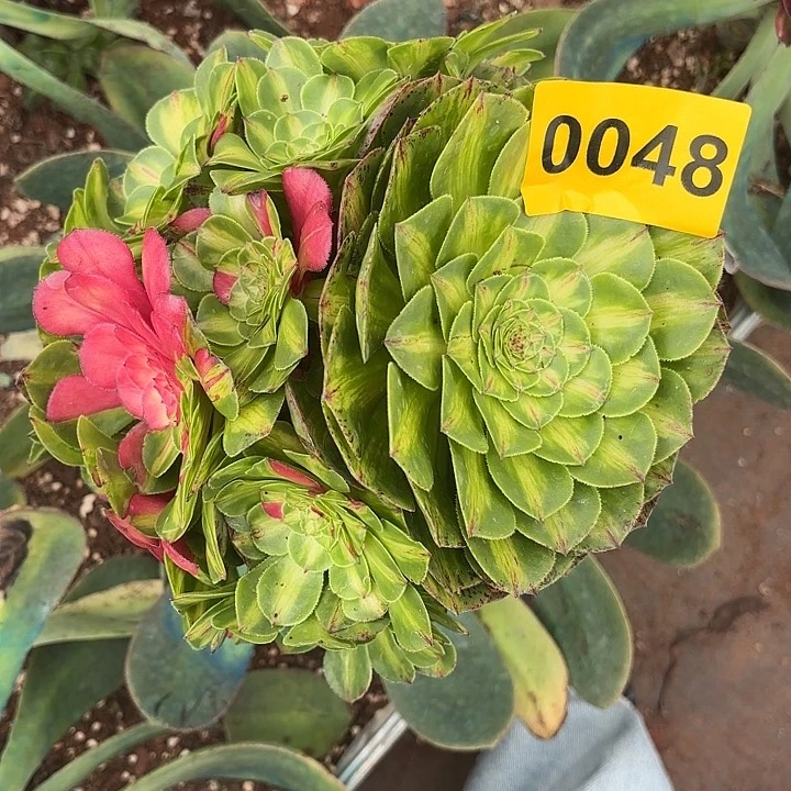 多肉植物知否048