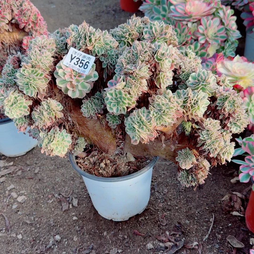 女巫醉化356冠幅38