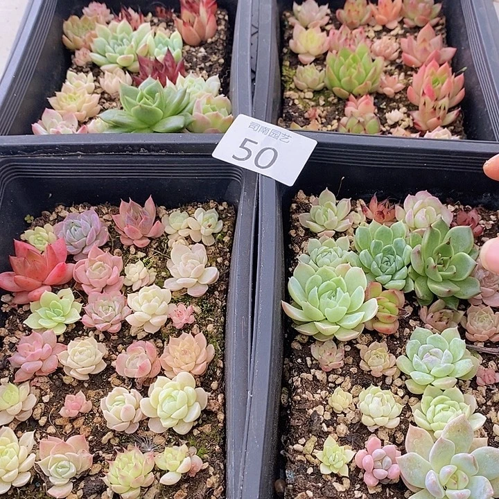 50 多肉植物盆栽花卉