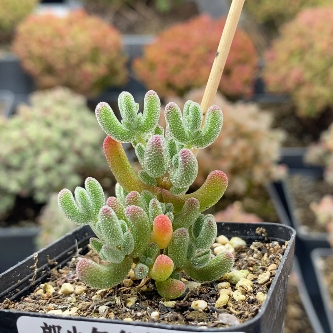 冰晶杂8249枝干番杏