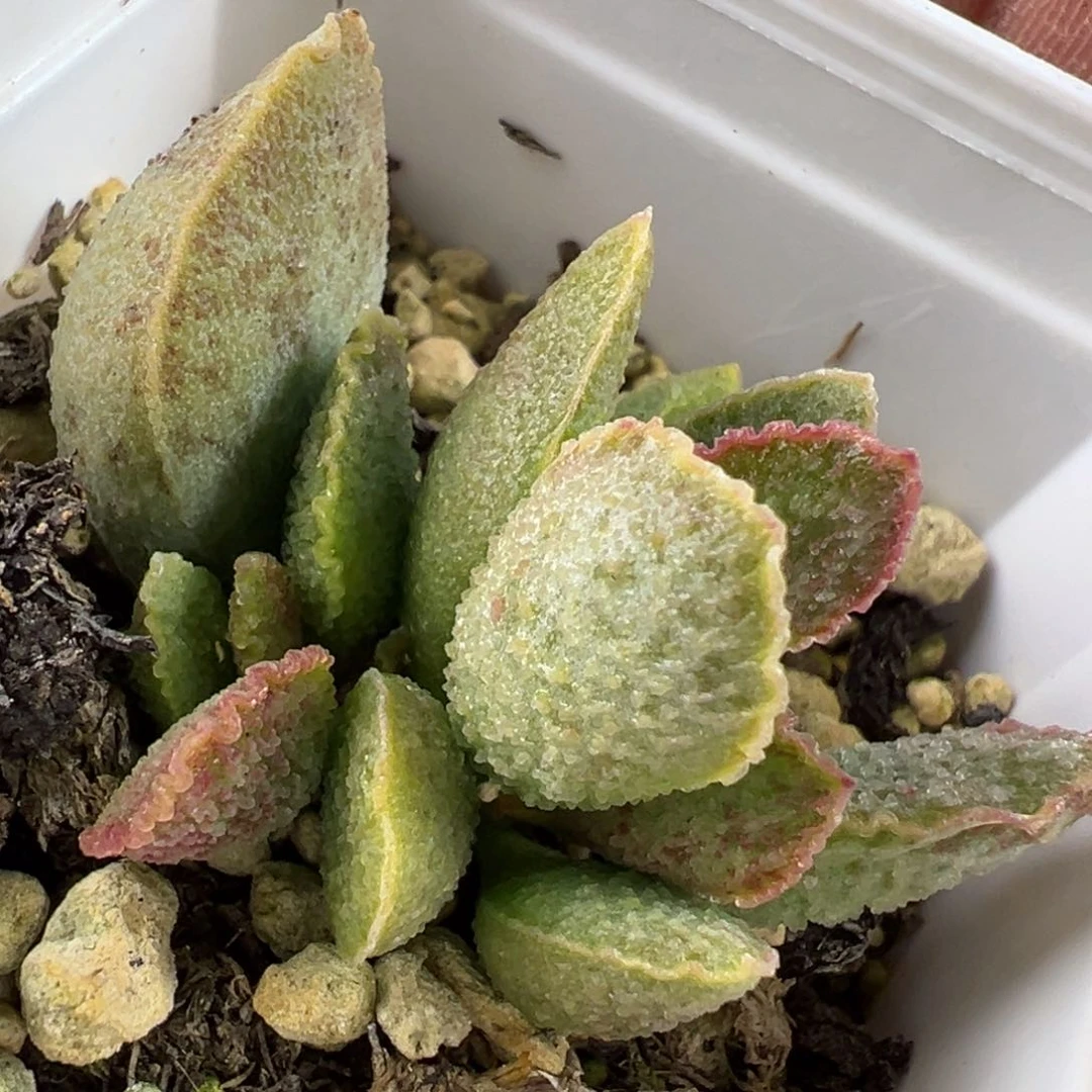 爱丽丝水泡多肉植物水泡