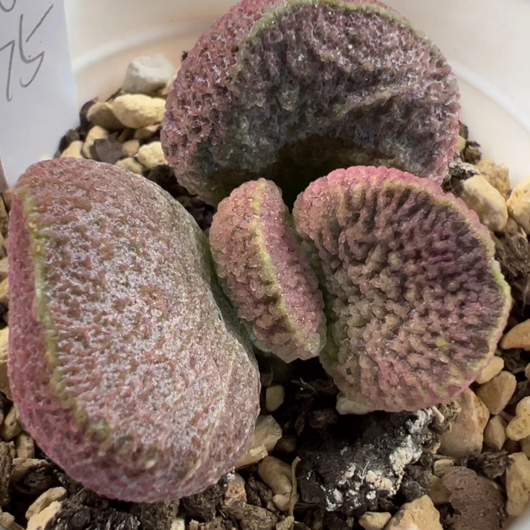 福利款实生新品多肉植物水泡多肉植物