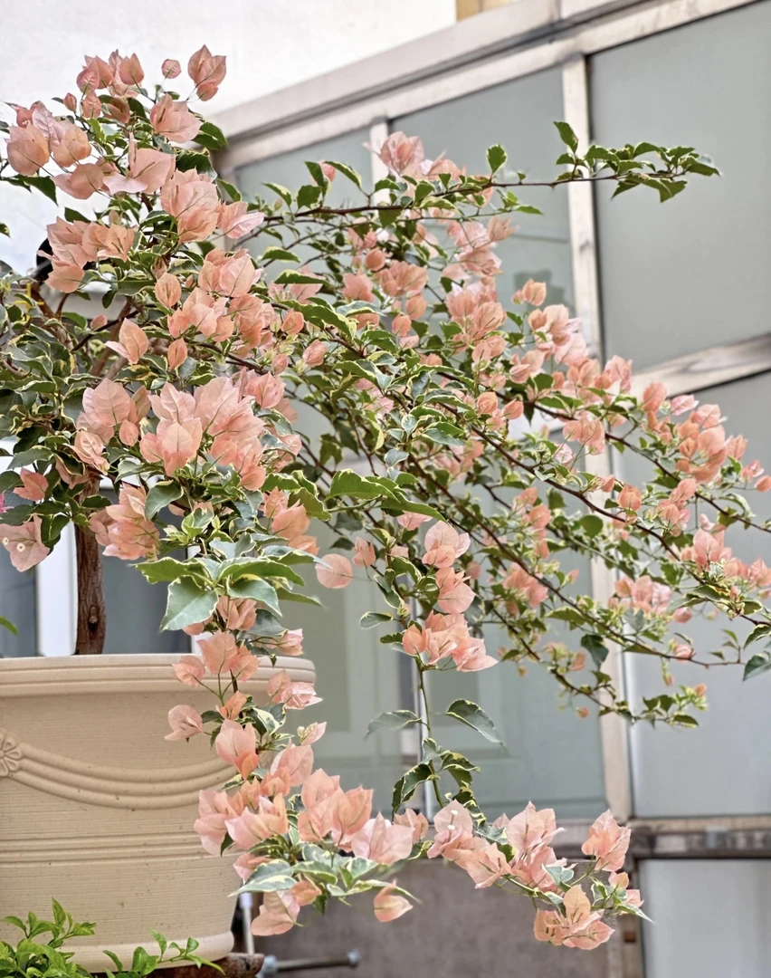 盆苗【金边马斯】精品三角梅四季勤花