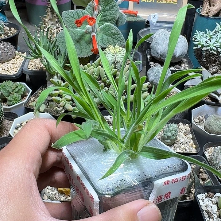 423兔尾巴草带盆发货一个随机