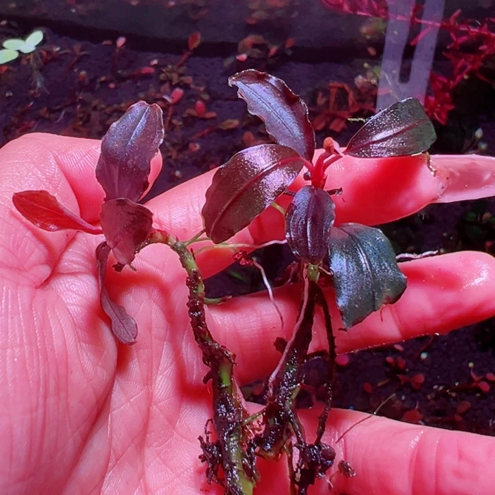 福利39号福利价植物一头