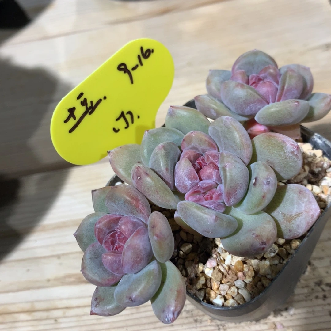 土***蹦土豆突尼斯寄养多肉