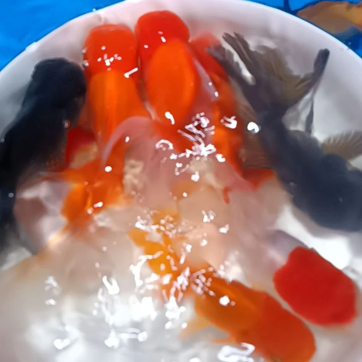 【闪购商品】海水迪**行，