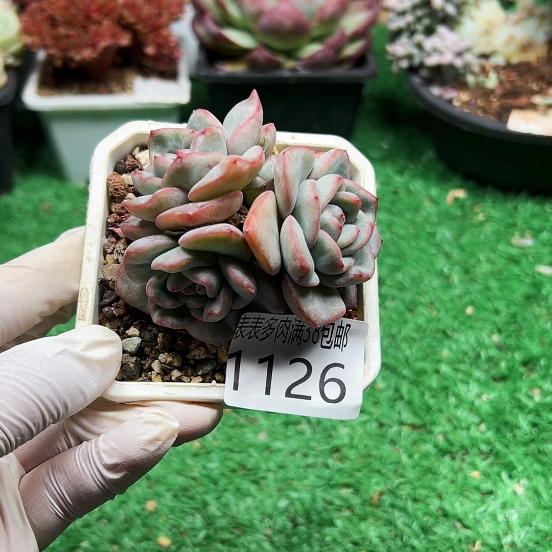 无花朵多肉一物＿拍植物1126