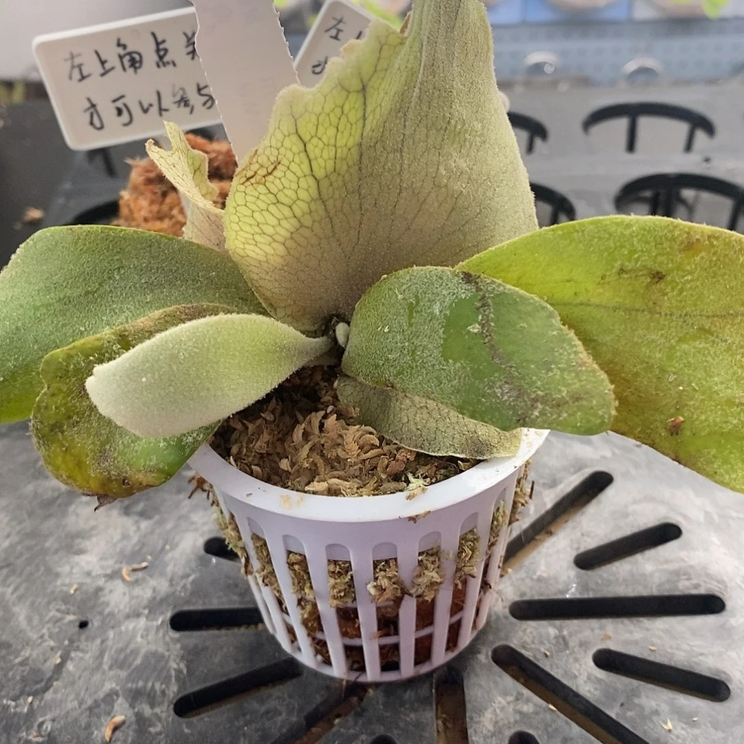 无花朵山采爪哇鹿角蕨