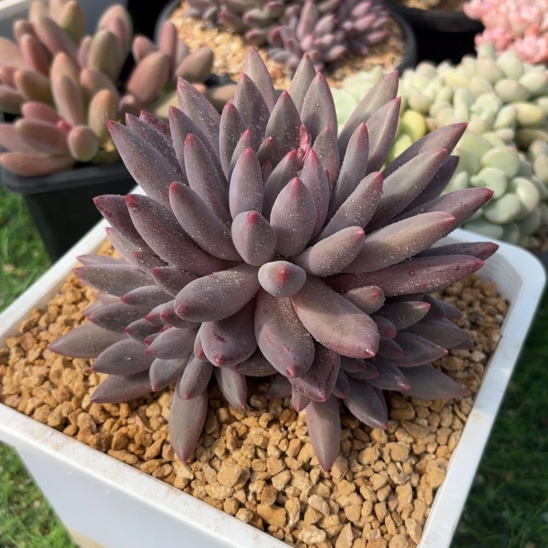 紫体水晶球8888888888多肉