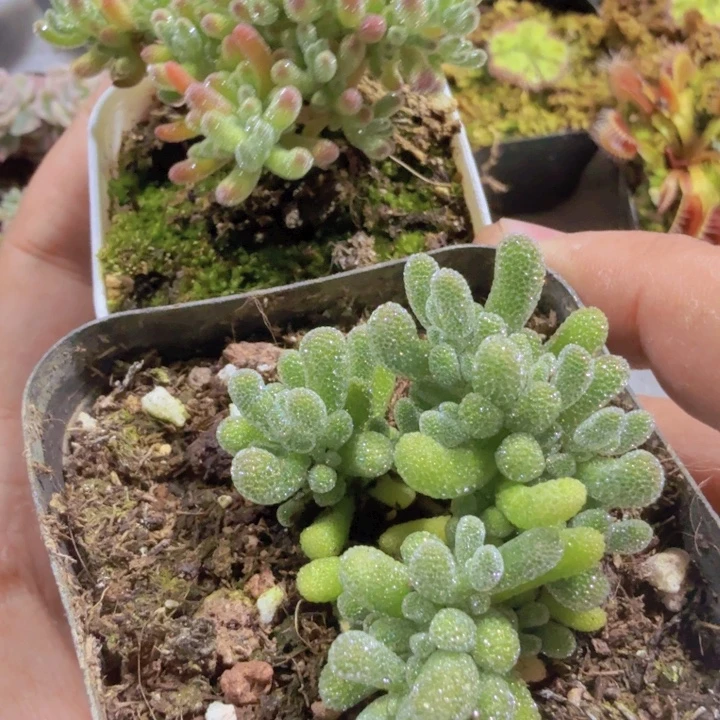 紫水晶冰晶两盆一组