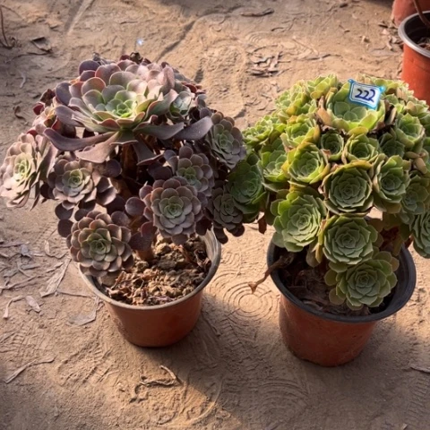 222多肉植物组合，