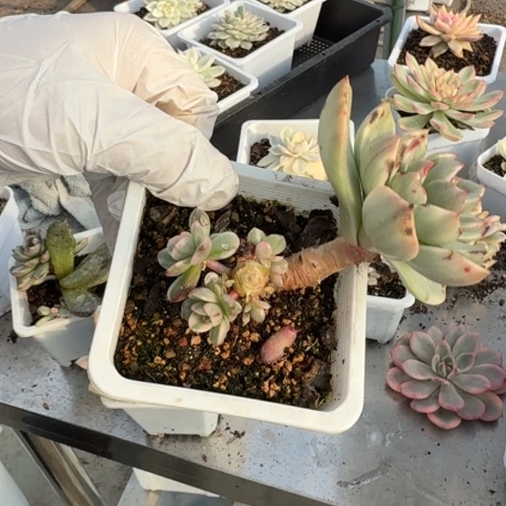 发光玫瑰锦多肉植物