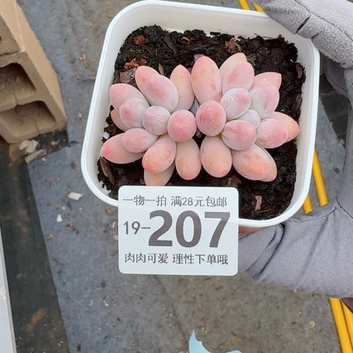 汤圆无盆土发货多肉多