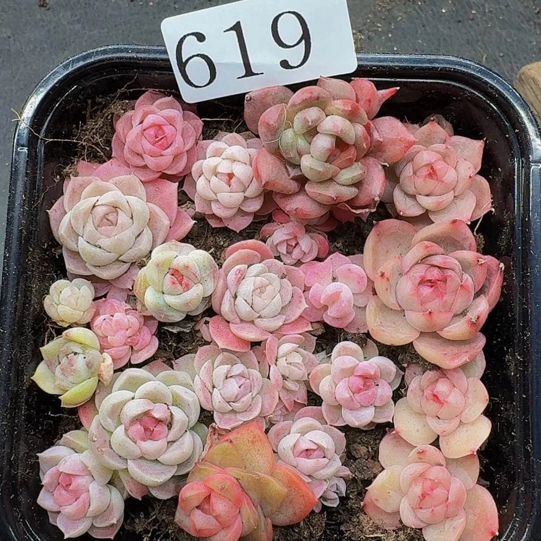 多肉植物多肉植物619