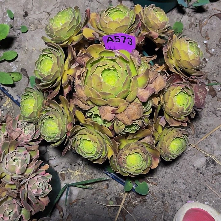 雨荷法师15//—-5包邮