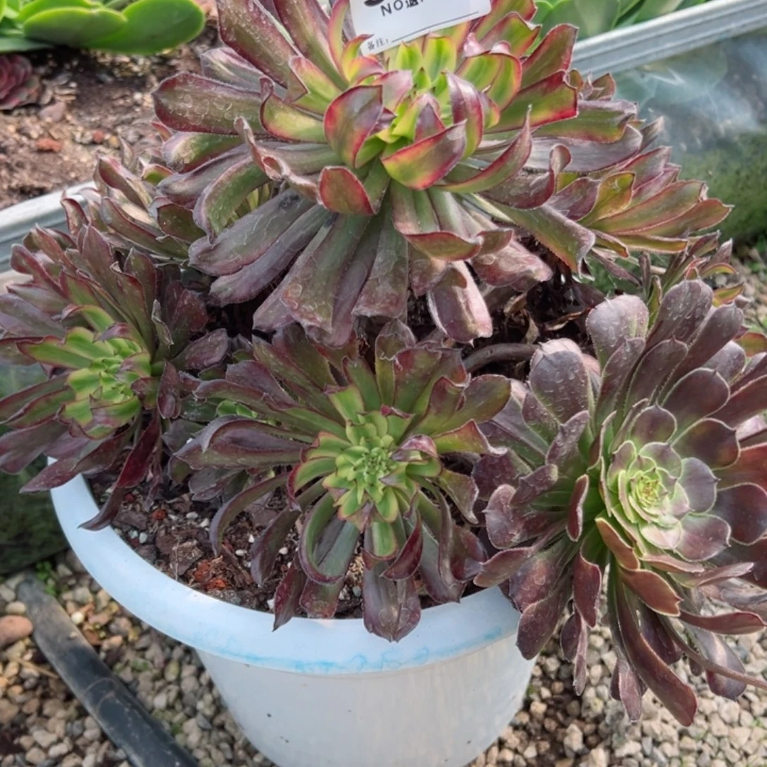 975多肉法师牡丹仙子一个