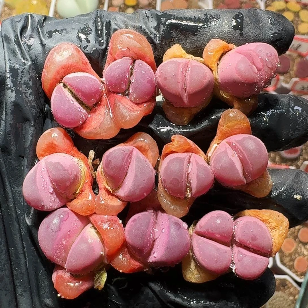 生石花等植物11111111。  126