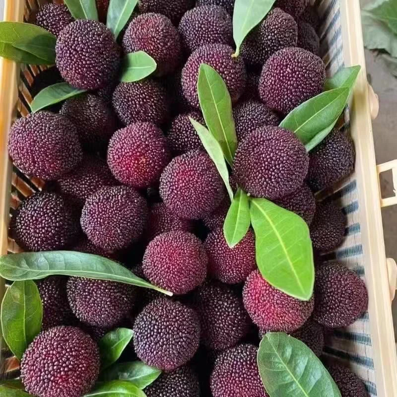 顺丰包邮云南当季杨梅新鲜水果批发2盒4盒8盒200克一盒新鲜杨梅