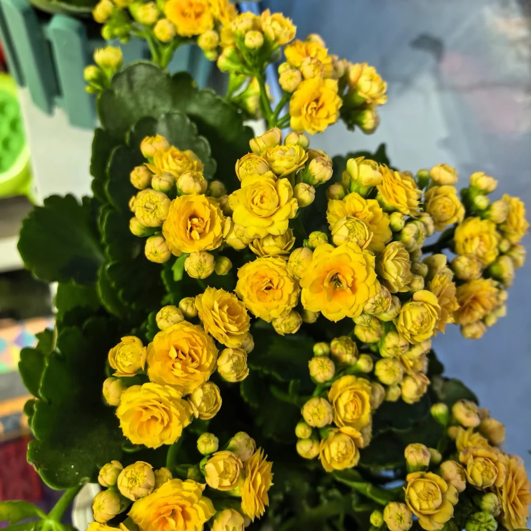 【月光女神】110盆新品重瓣长寿花