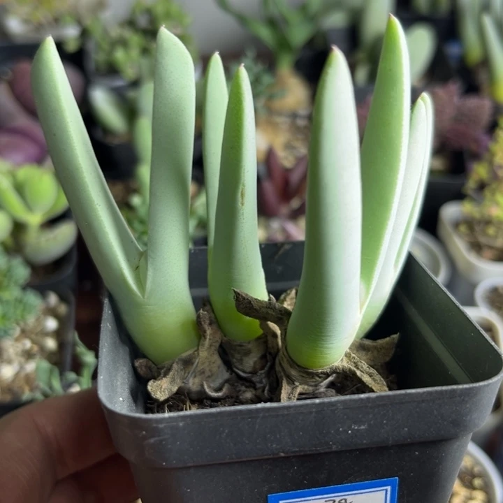 378 虾钳多肉植物