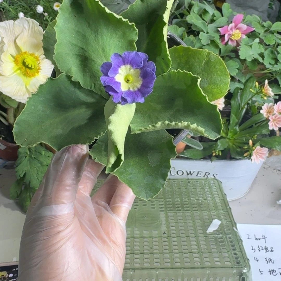 一物一拍  耳叶报春A618