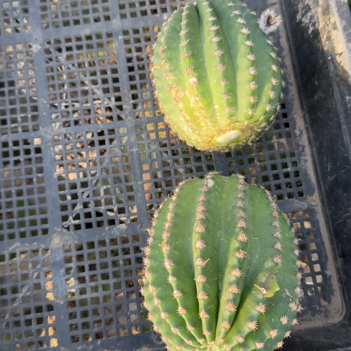 229彩草x483后代6公分左右无根侧牙，20包邮