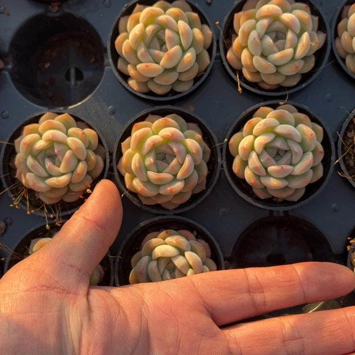 琴心一颗量拍多肉满20包邮