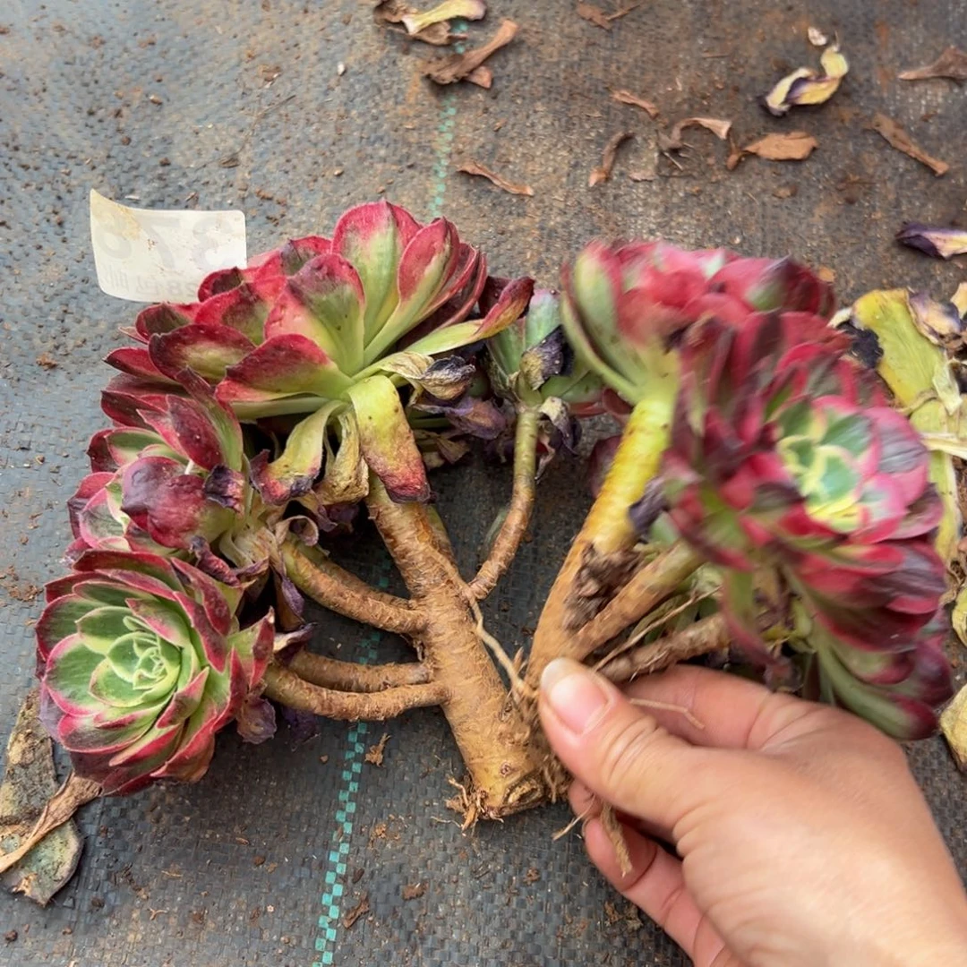 多肉植物378两颗无售后