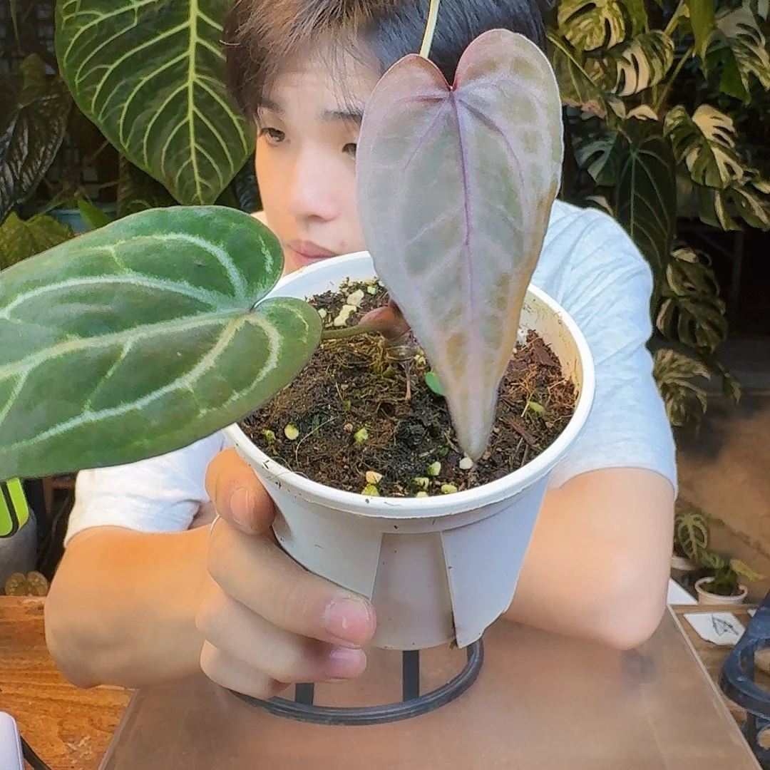 完全开放H187紫水晶杂银色闪光