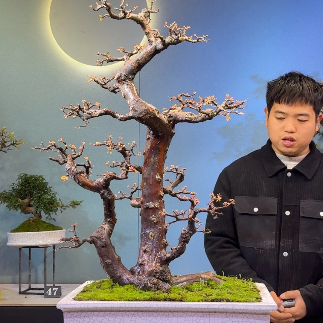 ****️无花朵雀梅一物一拍