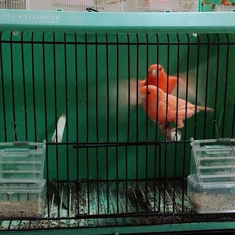 文鸟芙蓉鸟宠物鸟