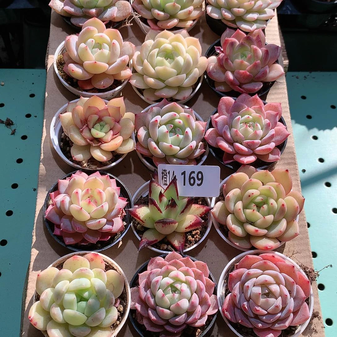 别**恙14-169一物一拍带盆18颗。