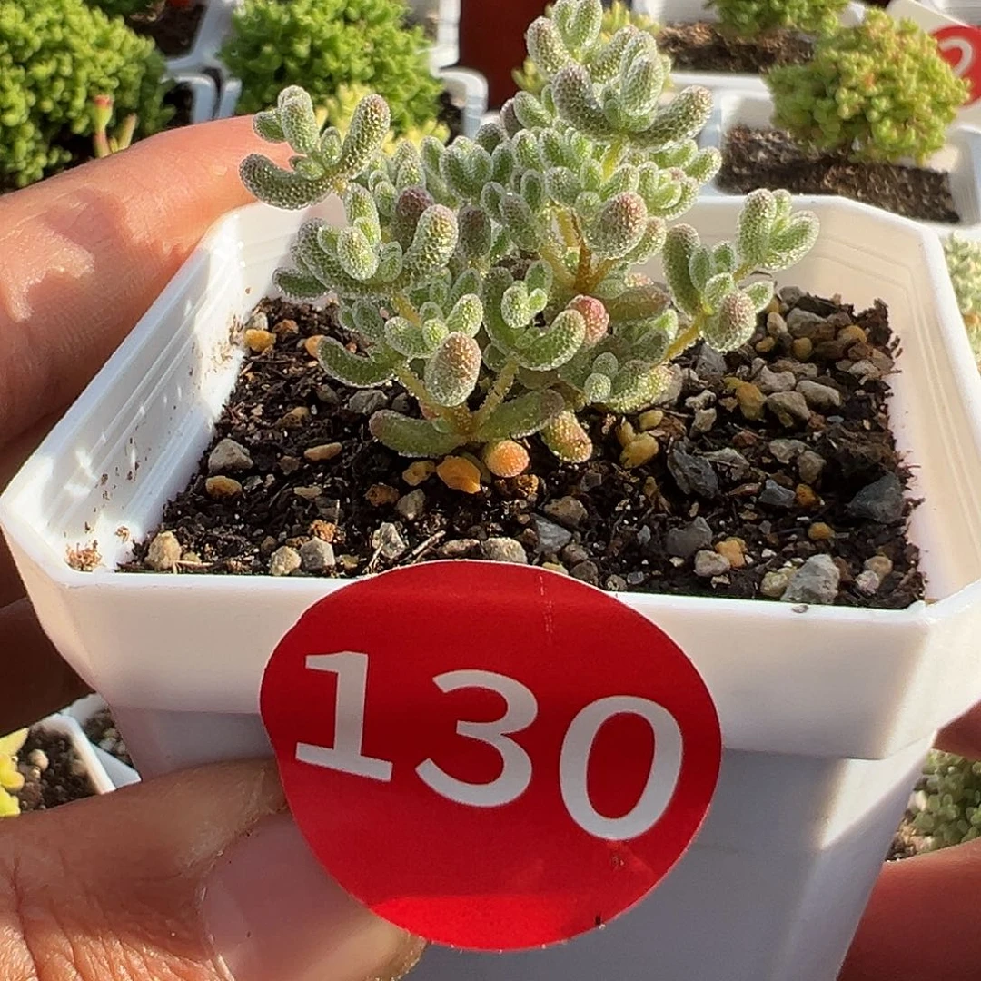 铃**开4.20冰晶多肉植物130