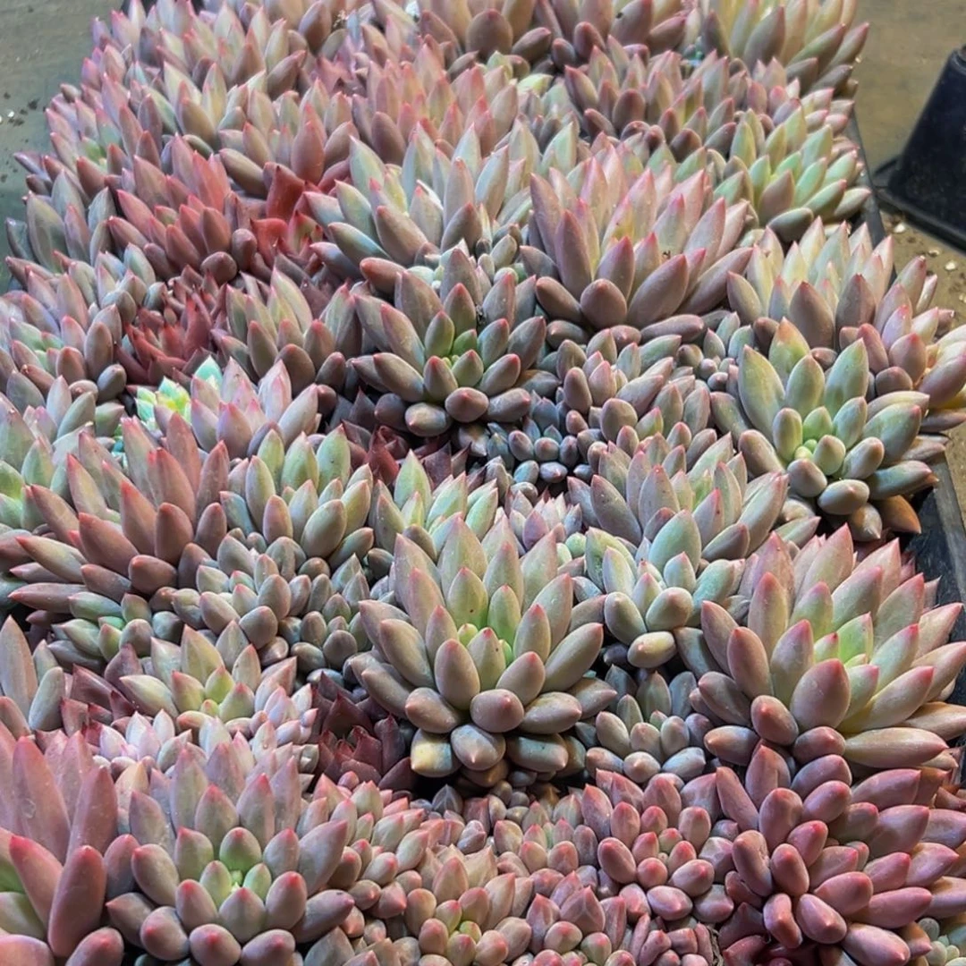 641多肉葡萄的味道真的