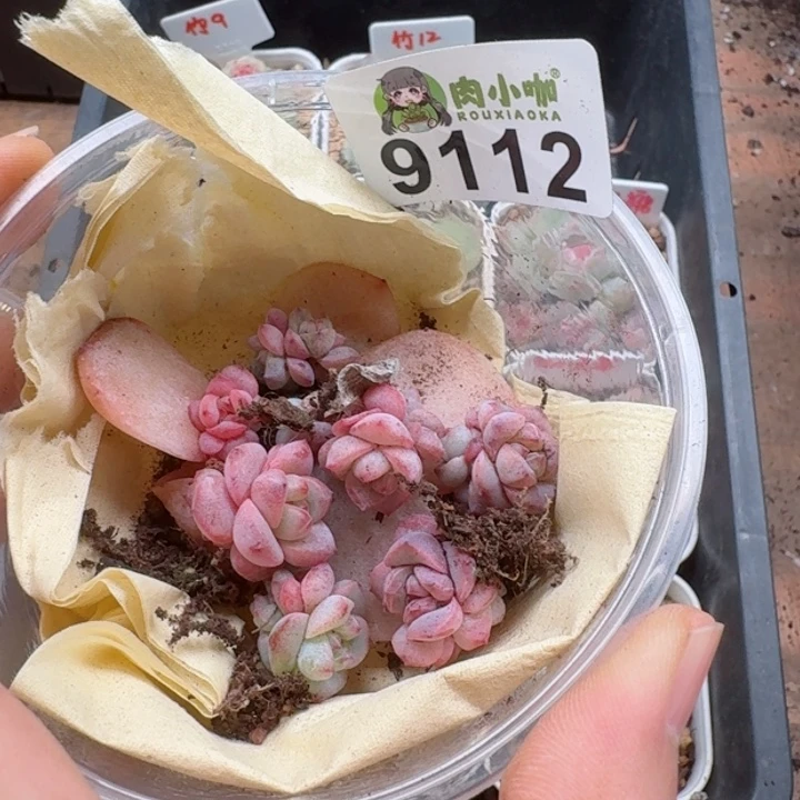 多肉植物多肉植物