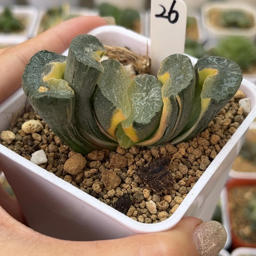 26糊斑大绳玉扇哈哈哈哈哈哈
