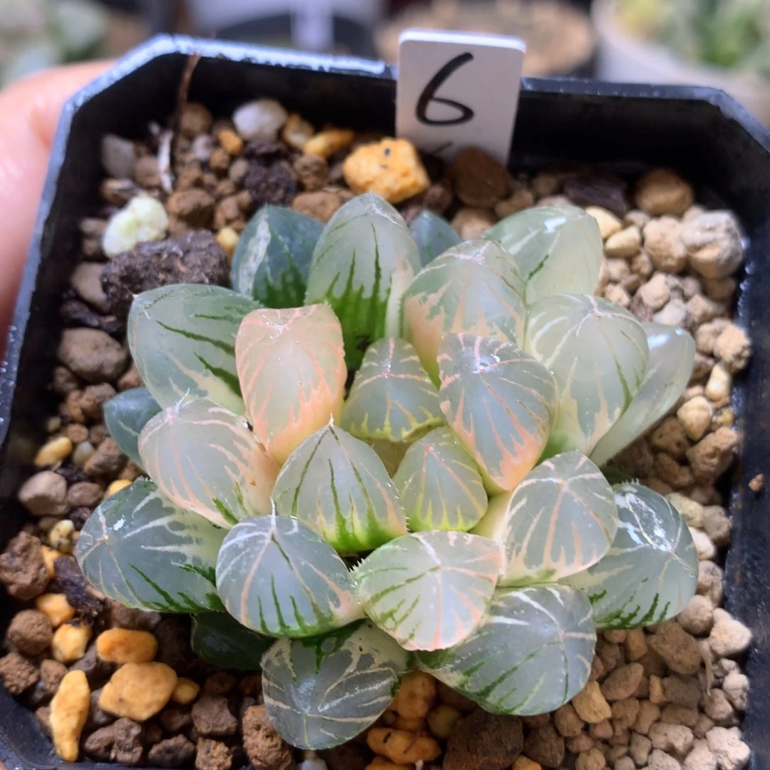 朱*霓虹灯玉露锦带盆土带盆土发货