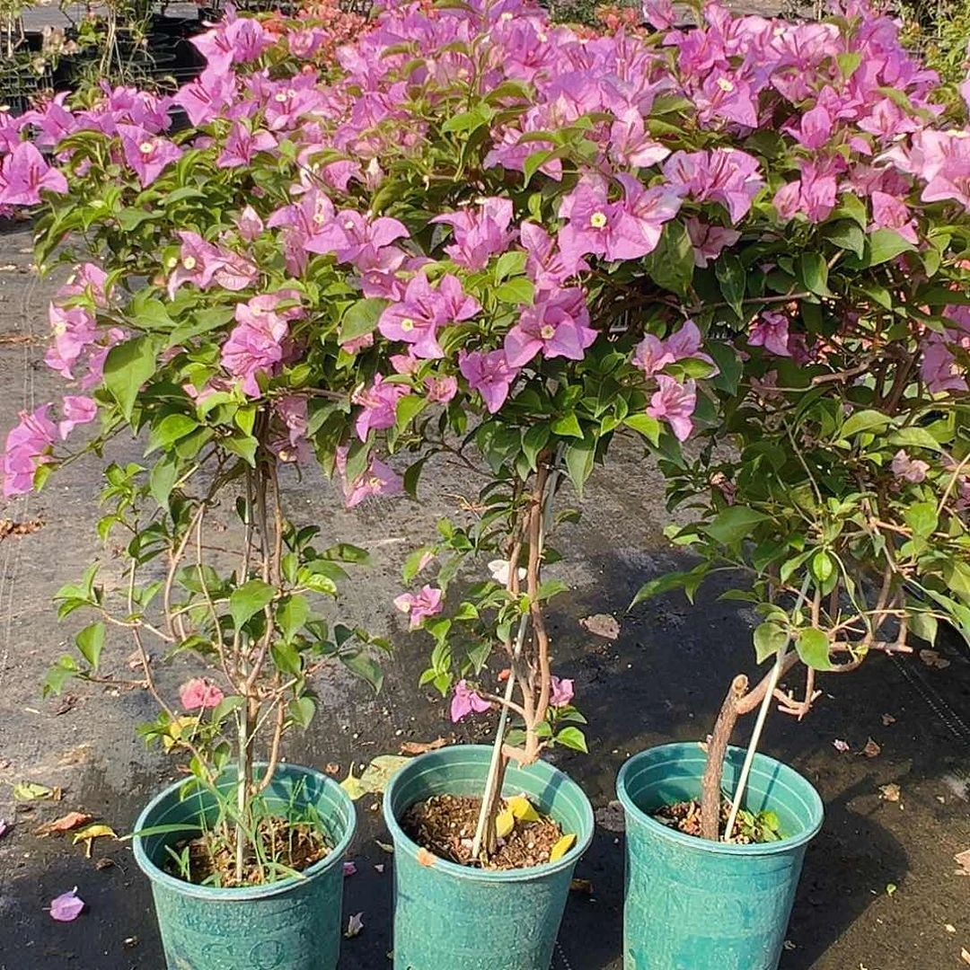 当前无花栽培后可以开花雪紫带竹一棵