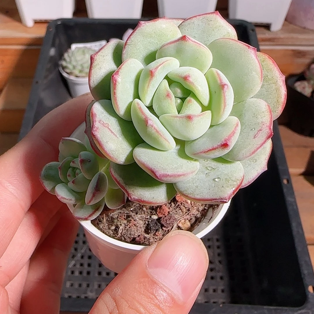 1106--39香草小老桩
