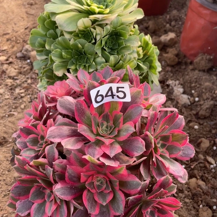 无花朵645多肉植物组合无售后