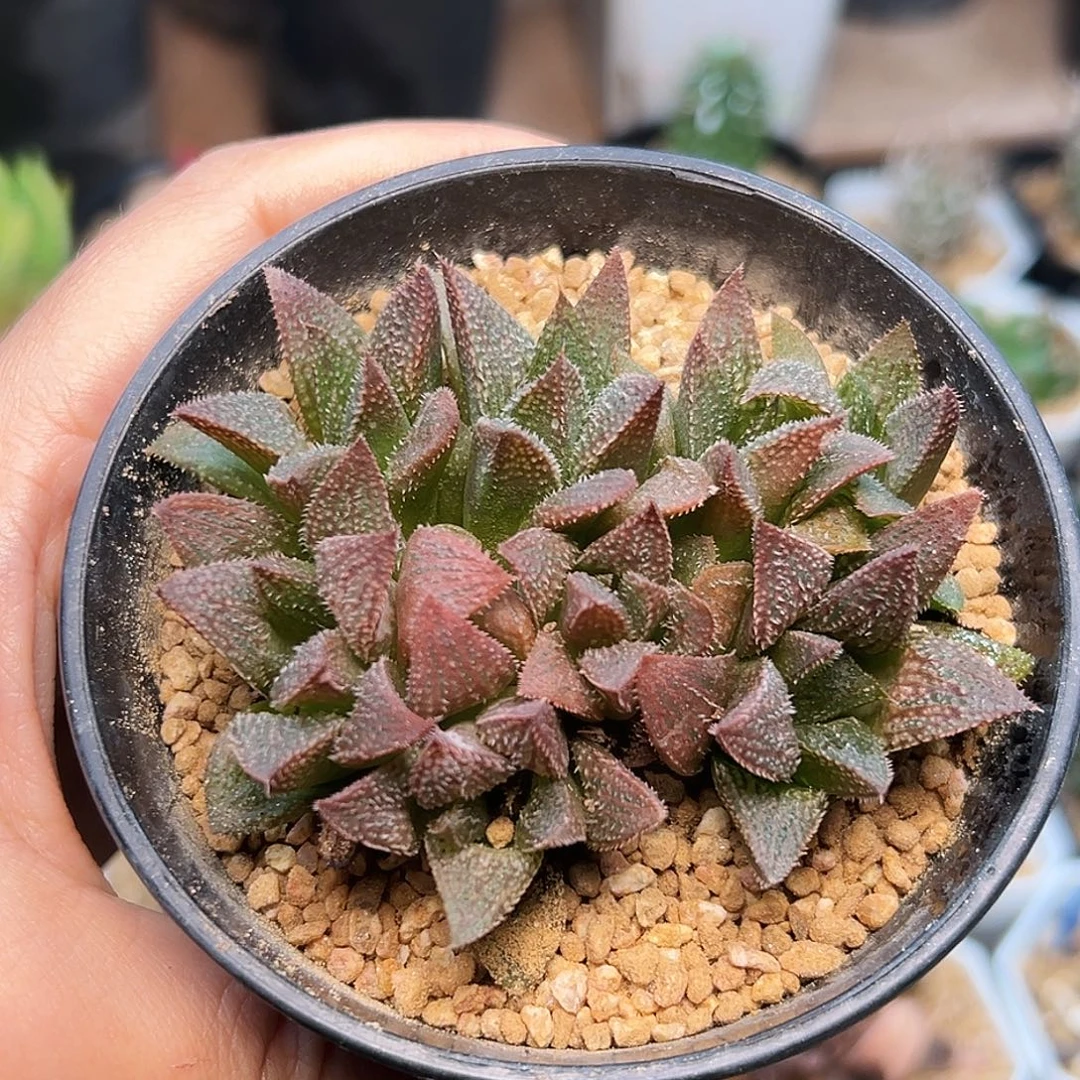 8头寿群母本株一颗