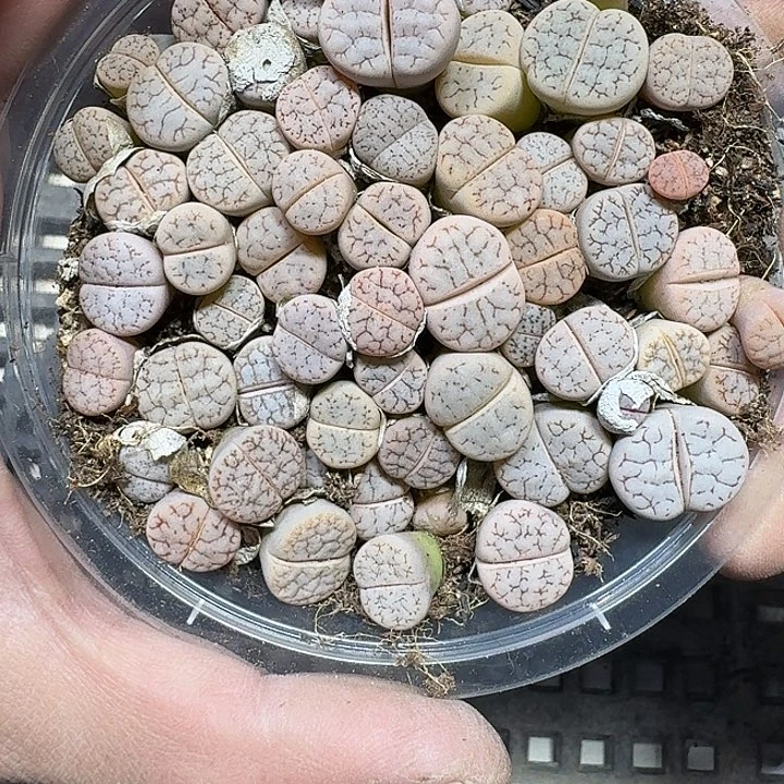 283 多肉植物多肉植物