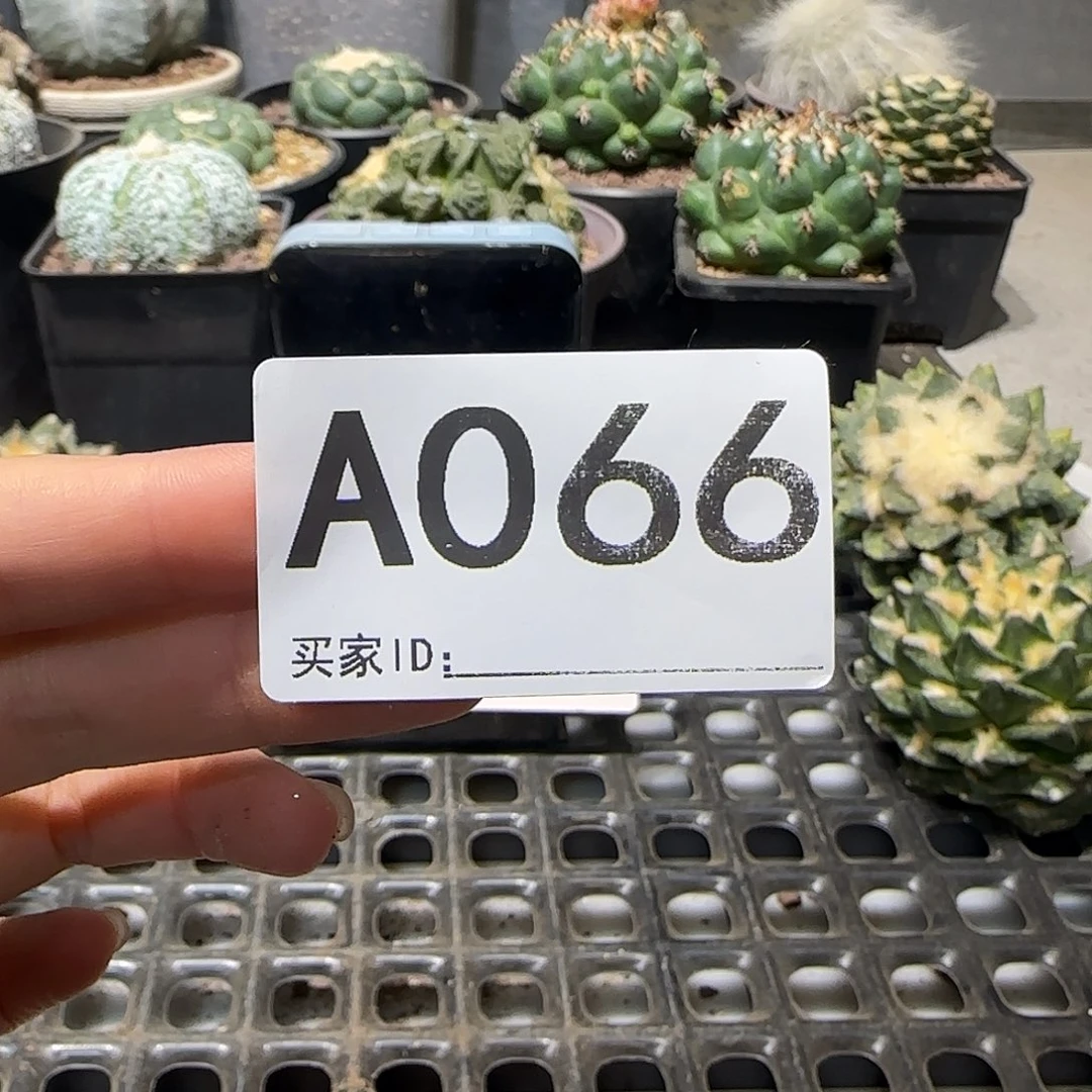 盛***哥实生仙人球特价一颗