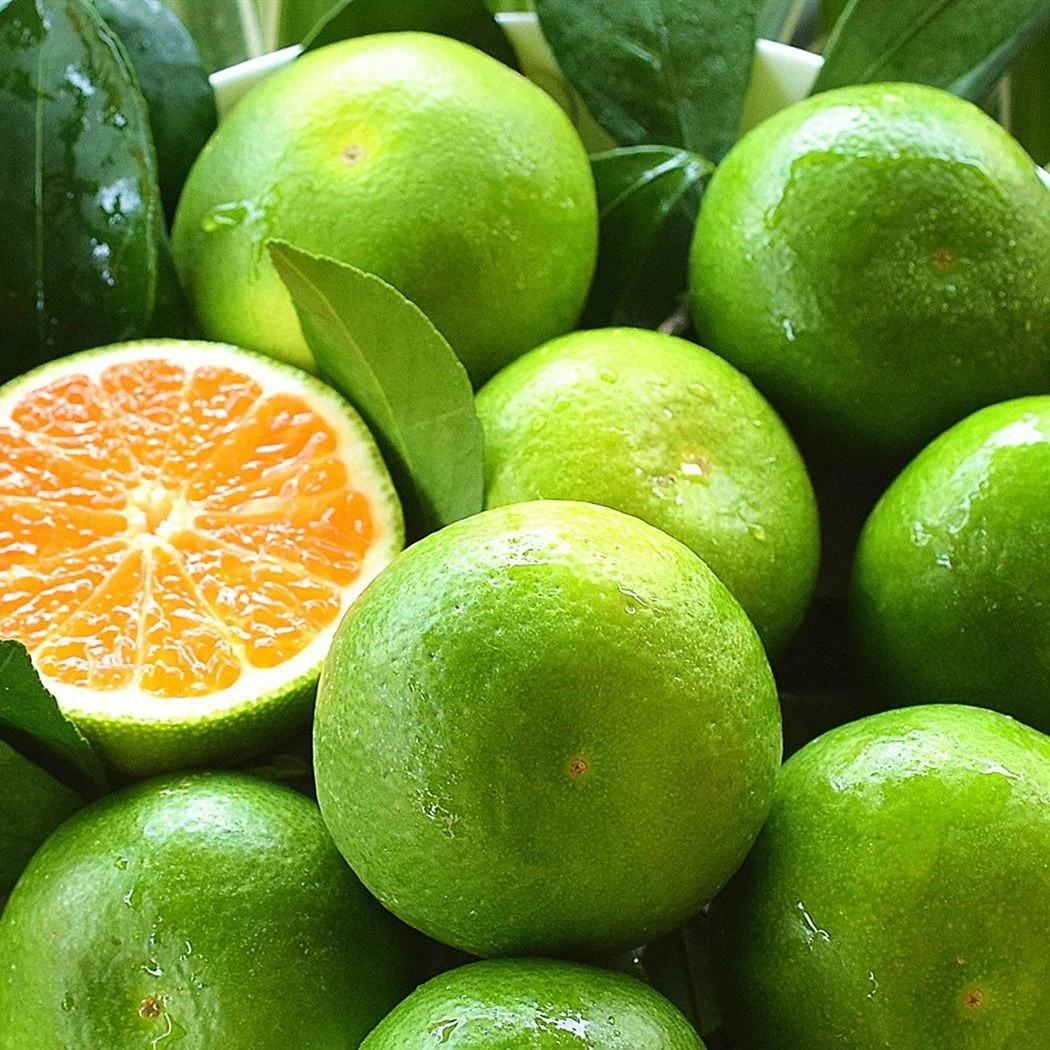 【华宁蜜橘】玉溪青皮橘子新鲜现摘蜜桔应季孕妈妈水果酸甜味浓多汁