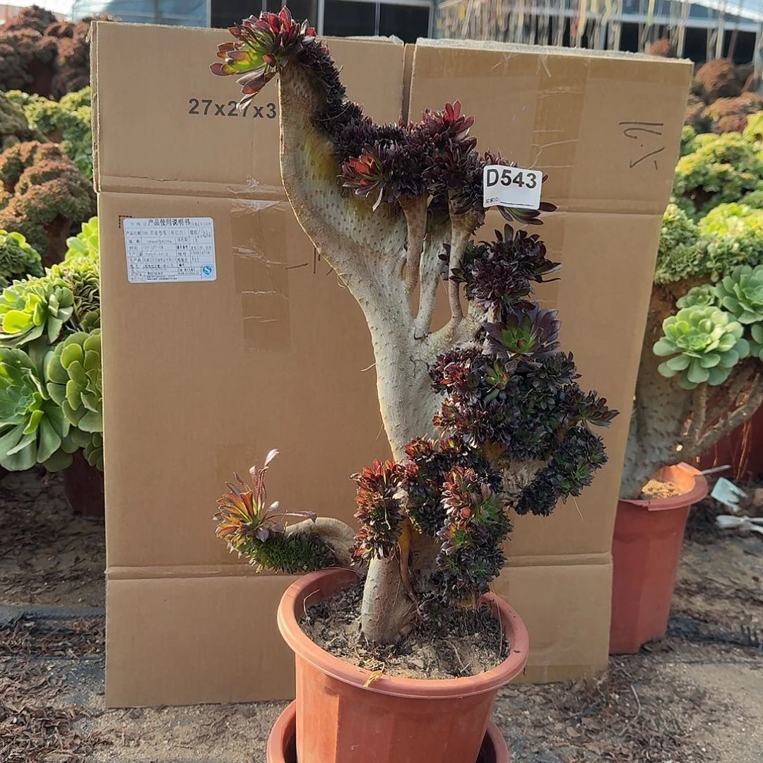 543黑法师有伤一颗呀呀