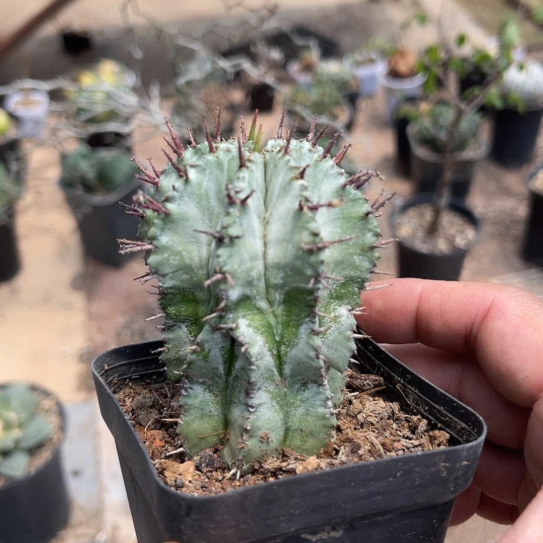 白衣魁伟玉仙人球一物一拍