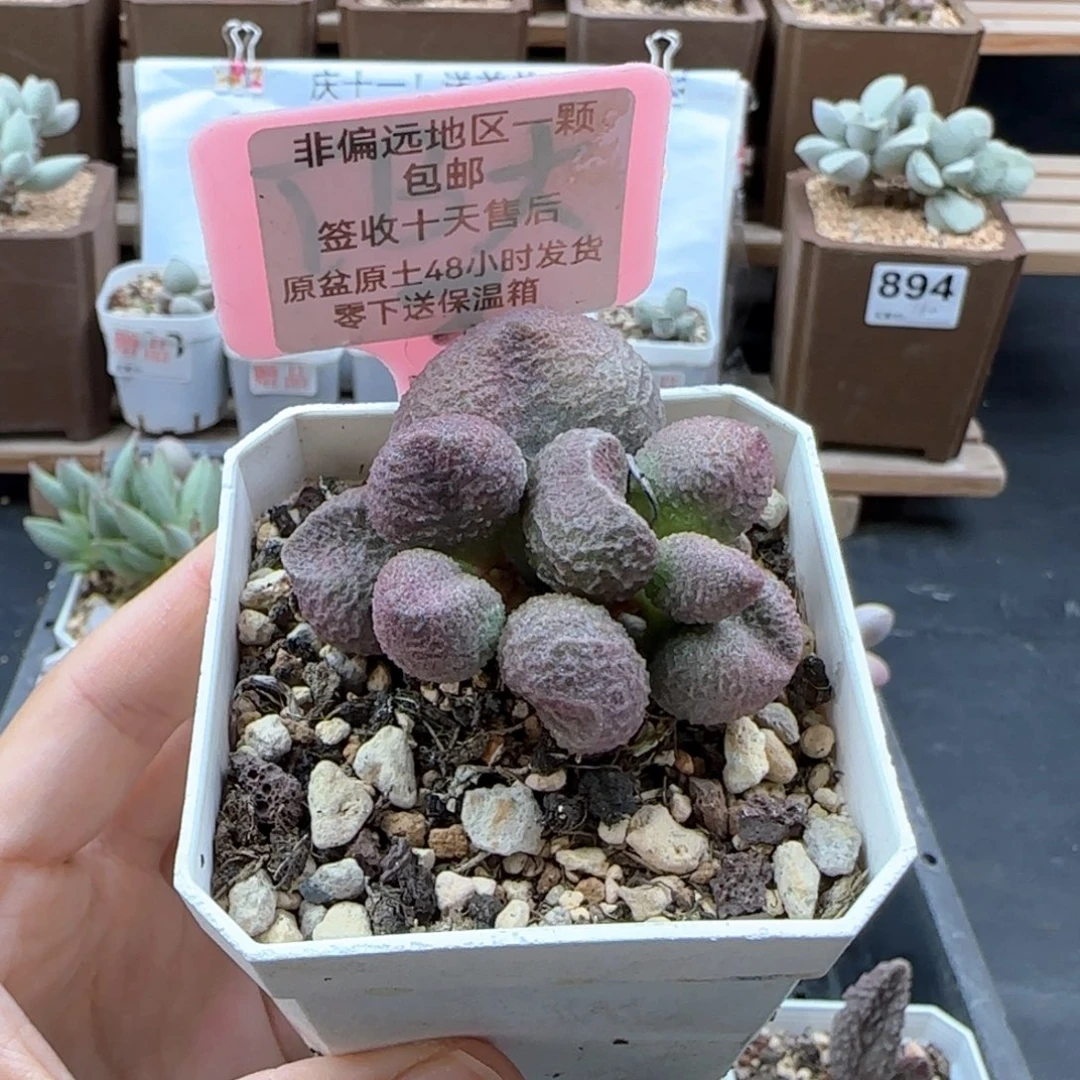 957水蜜桃多肉植物