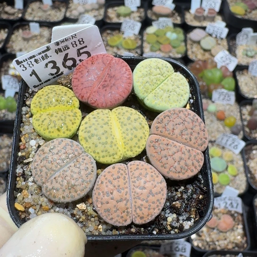 莹***莹zzzz精品生石花1365