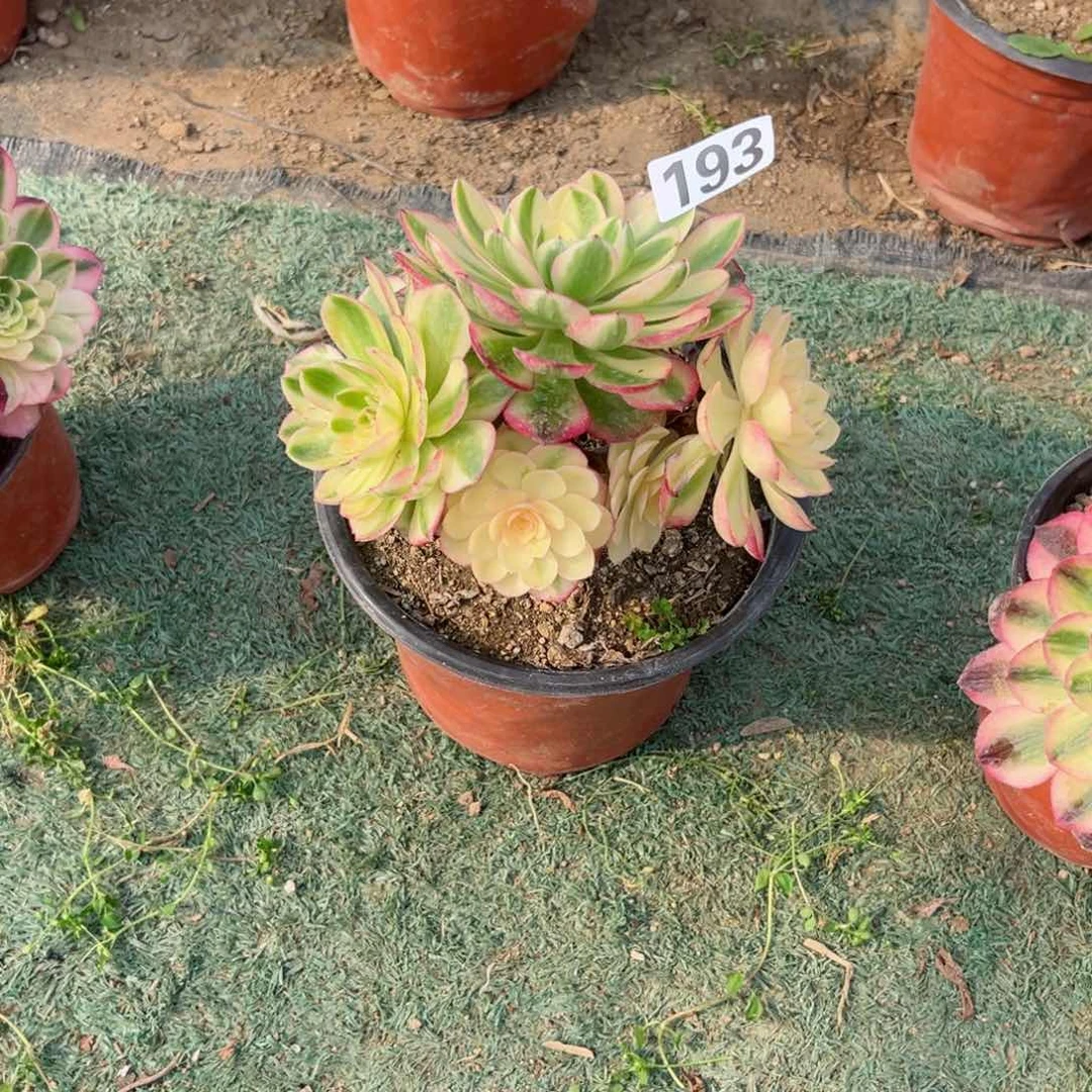 193倾城法师多肉植物